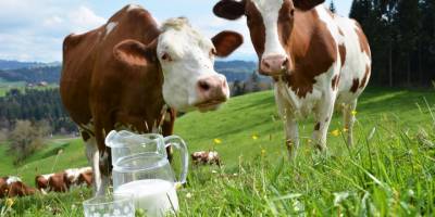 Mart ayında bir önceki yılın aynı ayına göre toplanan inek sütü miktarı yüzde 4,7 arttı