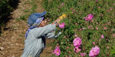 Her yıl binlerce turisti ağırlayan gül bahçeleri, bu yıl korona virüsü nedeniyle boş kaldı