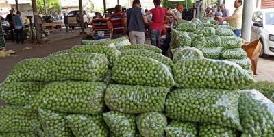 Papaz eriğinde bu yıl rekolte düşüklüğü var