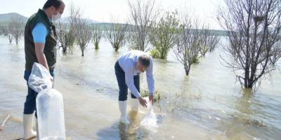 İl Tarım Müdürlüğü Kayseri'deki 4 göle 44 bin adet sazan yavrusu bırakıldı