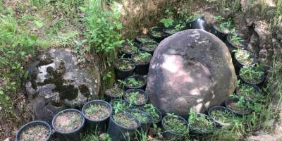 Sakarya’da jandarma ekipleri fındıklık bahçesinde 441 kök kenevir ele geçirdi