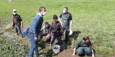 Van'da Ölmek üzere olan 3 ton balığı kovalarla taşıdılar