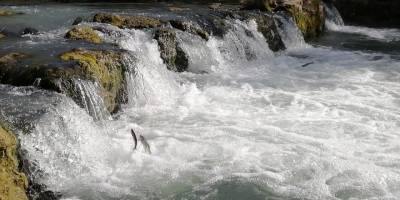 Van'da Yeni göç gözlem noktalarına ihtiyaç var