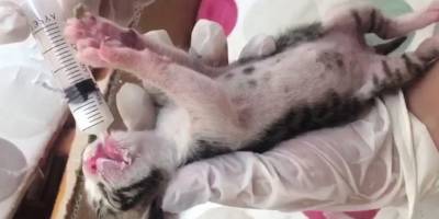 Güneş enerjisinin boş su kazanındaki kedi yavruları kurtarma aparatı ile tek tek çıkarıldı