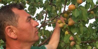 Sıcakların artması ile kayısılar 10 gün erken olgunlaştı