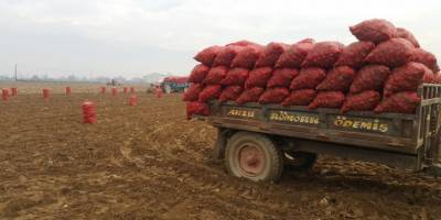 Patates'de sert fiyat düşüşü! 2 lira ile açılan piyasa 50 kuruşa kadar indi