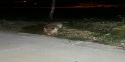 Çankırı'da İftar sofrasına gelen tilkiyi beslediler