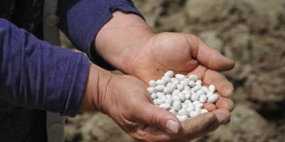 Bu fasulye  pazara inmeden tarlada satılıyor