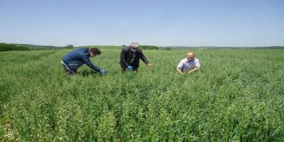 Kırklareli'de Yulaf ve aspir demonstrasyon kontrolleri yapıldı