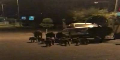 Muğla’nın Marmaris ilçesinde aç kalan domuzlar kedilerin mamalarını yedi