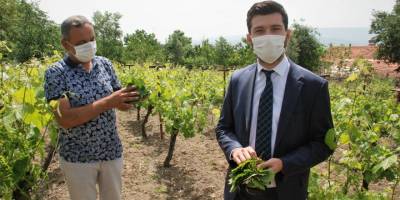 Erbaa bağ yaprağına Avrupa ülkelerinden talep var