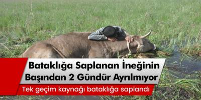 Hakkari'de bataklığa saplanan ineğin başından iki gecedir ayrılmıyor!