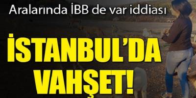 İstanbul'da vahşet! Birbirlerini yiyorlar