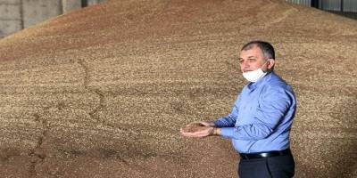 Mardin Kızıltepe’de hasadı başlayan kırmızı mercimek hububat merkezine getirildi