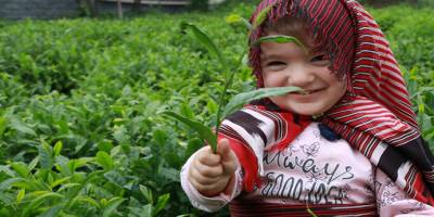 Rize'de 2020 yılı yaş çay sezonu başladı