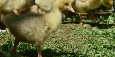 Samsun Büyükşehir Belediyesi'nden üreticiye kuluçka desteği
