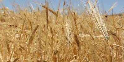 Buğdayda rekoltenin yüksek olması çiftçinin yüzünü güldürdü