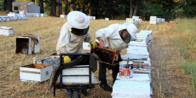 Çiftçi ile arıcı ortak çalışmalı! Arı tarımın vazgeçilmez unsurudur