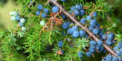 Ardıç Yağı ve Cilde Mucizevi Faydaları