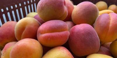 Kayısının altın yılı! Mersin’in Mut ilçesinde kayısının kilosu 6 - 7 liradan satılıyor