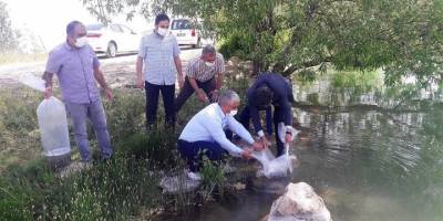 Su kaynaklarının balıklandırılması amacıyla Malatya’da göletlere 50 bin yavru balık bırakıldı