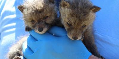 Bulduklarını Tilki yavrusu zannettiler, Ama bakın ne çıktı!