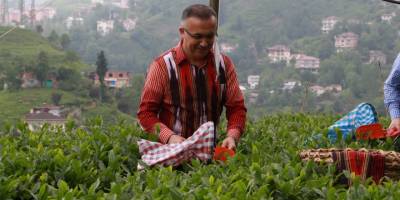 Rize'de çay toplamak isteyen kişilerin sayısı 36 bin, gelenlerin sayısı 7 bini geçti