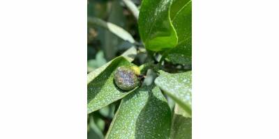 Narenciye bahçelerini sıcak vurdu yüzde 80 kayıp var!