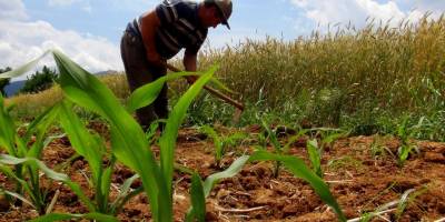 Üretim izni alan çiftçi tarlada üretmeye devam etti!