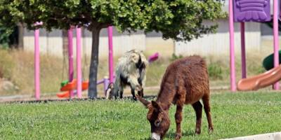 Antalya’da Kent merkezinde çimleri uzayan çocuk parkları eşek ve keçilere kaldı