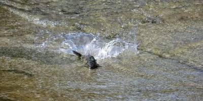 Tokat’ta İnsansız doğa balıklara yaradı