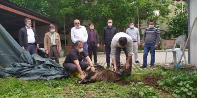 Camilerin ibadete açılması ile şükür kurbanı kestiler!