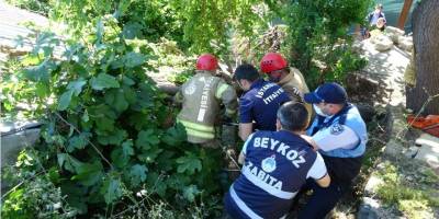 İstanbul Beykoz'da yarım asırlık dut ağacı binanın üzerine devrildi