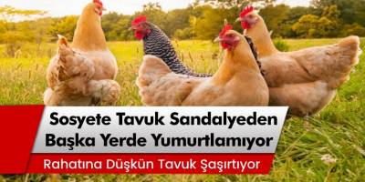 Mardin'de sosyete tavuk sandalyeden başka yerde yumurtlamıyor