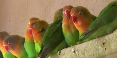 Sınırda 200 cennet papağanı yakalandı