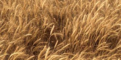 Sivas, Türkiye'de ekmeklik buğday üretiminde 5’inci sırada