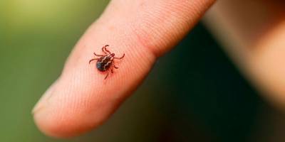 Bingöl İl Sağlık Müdürlüğü'nden vatandaşlara kene uyarısı yapıldı