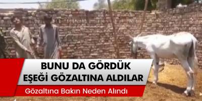 Bunu da Gördük! Operasyonda Eşeği Gözaltına Aldılar