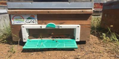 Adıyaman Sincik balı lezzetini geven çiçeğinden alıyor