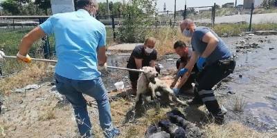 Gebze'de boş araziye döktükleri ziftle köpek katili oldular