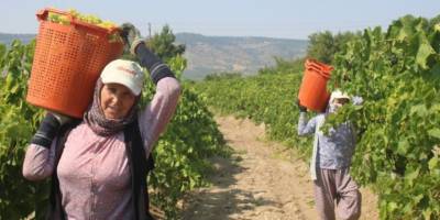 Ziraat Odası Başkanı Muammer Al, üzüm işçilerinin yevmiye miktarını açıkladı