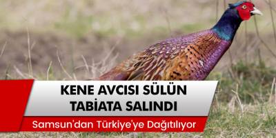Samsun'da Kene Avcısı Sülün Tabiata Salındı