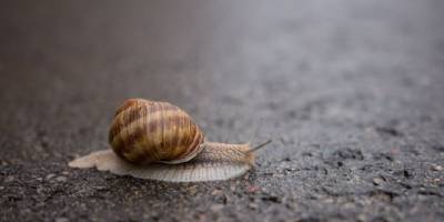 Salyangoz Özü İle Aknelerden Nasıl Kurtulunulur?