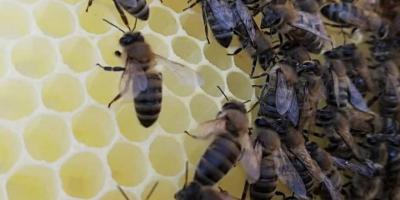 Türkiye’de ilk olacak Gökçeada arısına bal ormanı tesisi