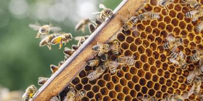 Çam balı ihracatı 8 yılda 5’e katlandı! Arılar olmazsa insanoğlu yalnızca dört yıl yaşayabilir