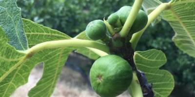 Aydın Nazilli'de İncir üreticileri “Kırmızı Örümcek” zararlısına karşı bilgilendirildi