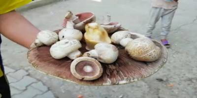 Afyonkarahisar’da Dev mantar görenleri şaşkına uğrattı