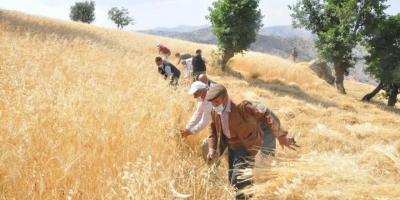 Şırnak’ta ’dengbej’ eşliğinde buğday hasadı başladı