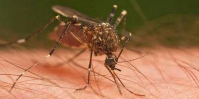 Dang humması Paraguay'a sıçradı: 14 ölü