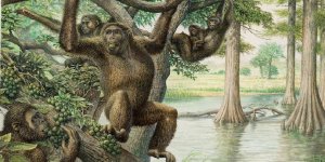 İnsanın Atası İki Ayak Üzerinde Yürüyordu